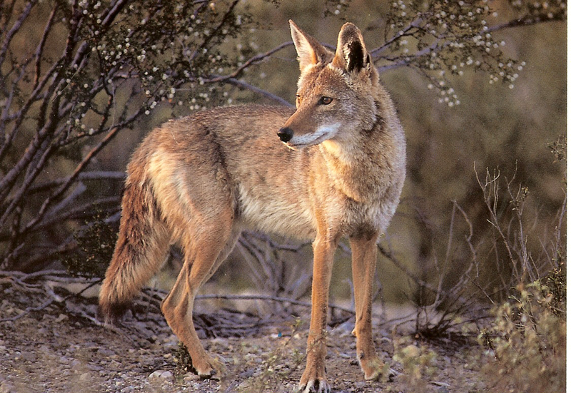 Illustration for article titled Wednesday Woof - Canis latrans Edition